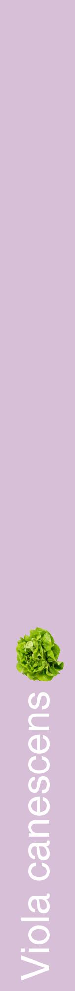 Étiquette de : Viola canescens - format a - style blanche54hel avec comestibilité simplifiée