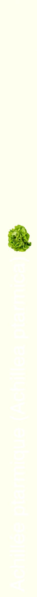 Étiquette de : Achillea ptarmica - format b - style blanche19hel avec comestibilité simplifiée