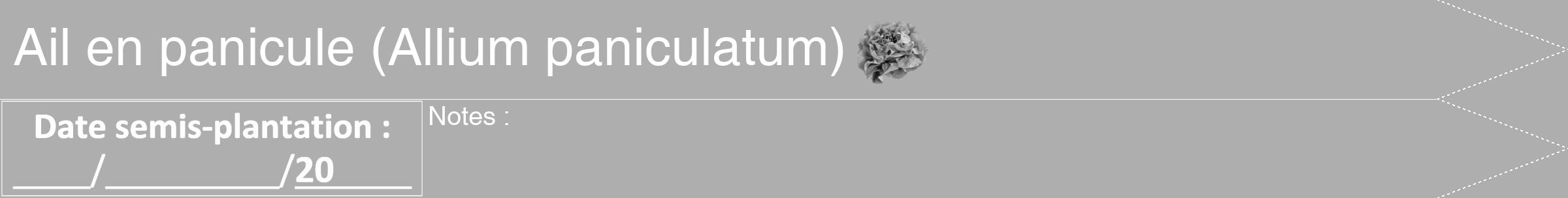 Étiquette de : Allium paniculatum - format b - style blanche53hel avec comestibilité simplifiée