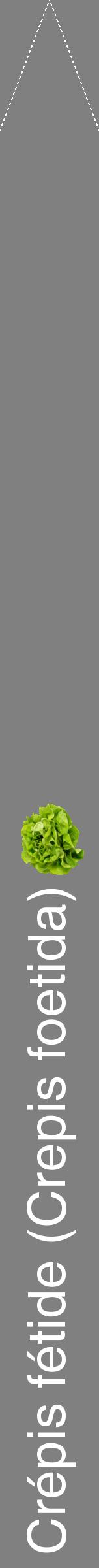 Étiquette de : Crepis foetida - format b - style blanche57hel avec comestibilité simplifiée
