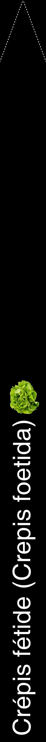 Étiquette de : Crepis foetida - format b - style blanche59hel avec comestibilité simplifiée