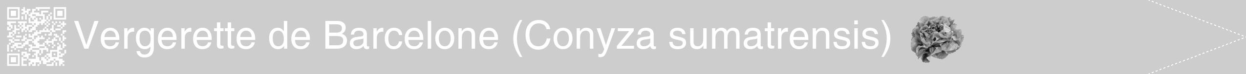 Étiquette de : Conyza sumatrensis - format b - style blanche41hel avec qrcode et comestibilité simplifiée