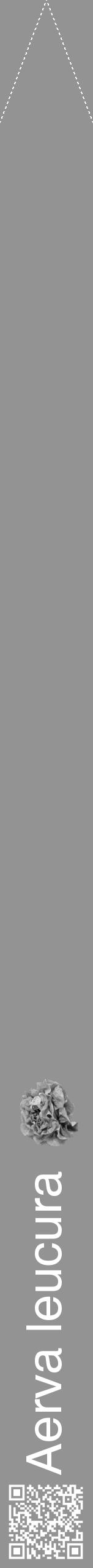 Étiquette de : Aerva leucura - format b - style blanche44hel avec qrcode et comestibilité simplifiée - position verticale