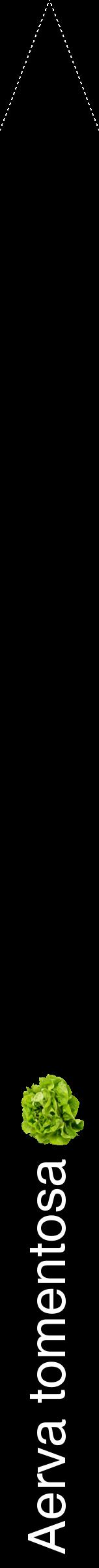 Étiquette de : Aerva tomentosa - format b - style blanche59hel avec comestibilité simplifiée