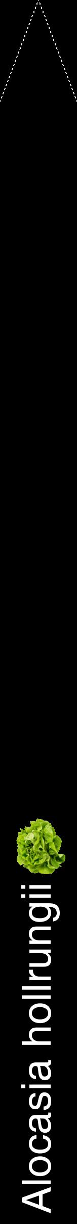 Étiquette de : Alocasia hollrungii - format b - style blanche59hel avec comestibilité simplifiée