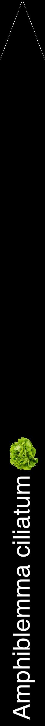 Étiquette de : Amphiblemma ciliatum - format b - style blanche59hel avec comestibilité simplifiée