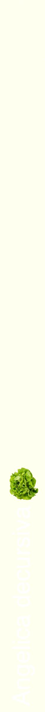 Étiquette de : Angelica decursiva - format b - style blanche19hel avec comestibilité simplifiée