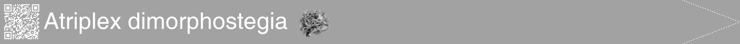 Étiquette de : Atriplex dimorphostegia - format b - style blanche38hel avec qrcode et comestibilité simplifiée