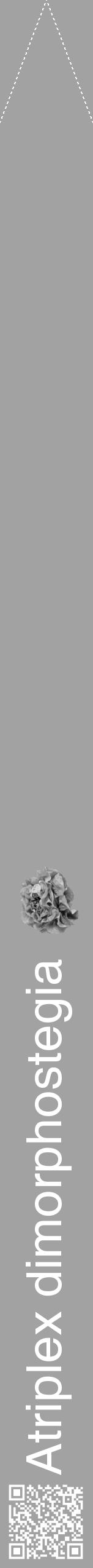 Étiquette de : Atriplex dimorphostegia - format b - style blanche38hel avec qrcode et comestibilité simplifiée - position verticale