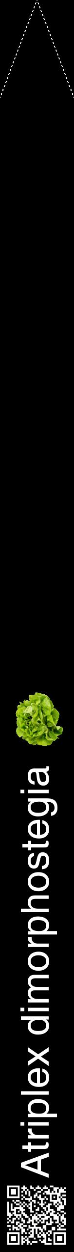 Étiquette de : Atriplex dimorphostegia - format b - style blanche59hel avec qrcode et comestibilité simplifiée