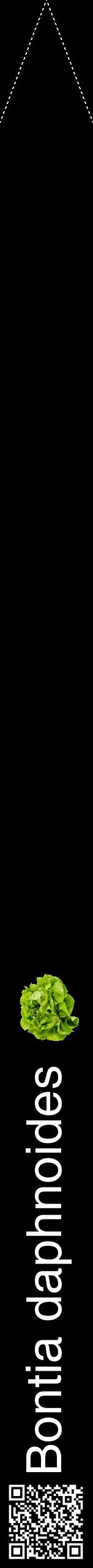 Étiquette de : Bontia daphnoides - format b - style blanche59hel avec qrcode et comestibilité simplifiée