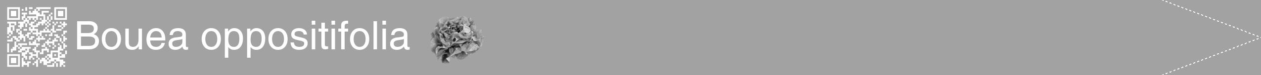 Étiquette de : Bouea oppositifolia - format b - style blanche38hel avec qrcode et comestibilité simplifiée