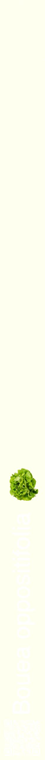 Étiquette de : Bouea oppositifolia - format b - style blanche19hel avec qrcode et comestibilité simplifiée