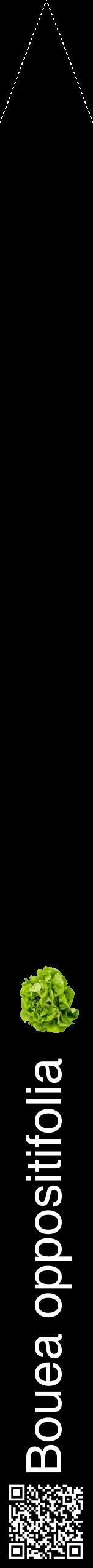 Étiquette de : Bouea oppositifolia - format b - style blanche59hel avec qrcode et comestibilité simplifiée