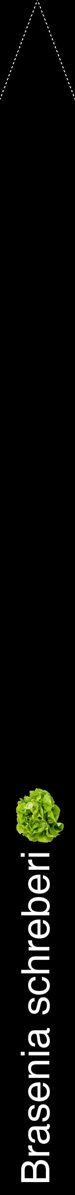 Étiquette de : Brasenia schreberi - format b - style blanche59hel avec comestibilité simplifiée