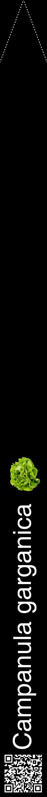 Étiquette de : Campanula garganica - format b - style blanche59hel avec qrcode et comestibilité simplifiée