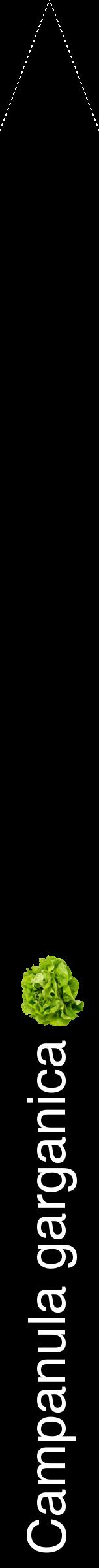 Étiquette de : Campanula garganica - format b - style blanche59hel avec comestibilité simplifiée