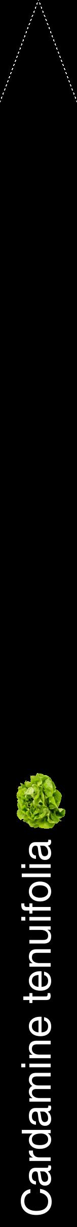 Étiquette de : Cardamine tenuifolia - format b - style blanche59hel avec comestibilité simplifiée
