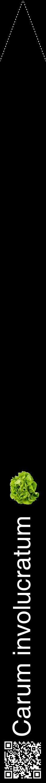 Étiquette de : Carum involucratum - format b - style blanche59hel avec qrcode et comestibilité simplifiée