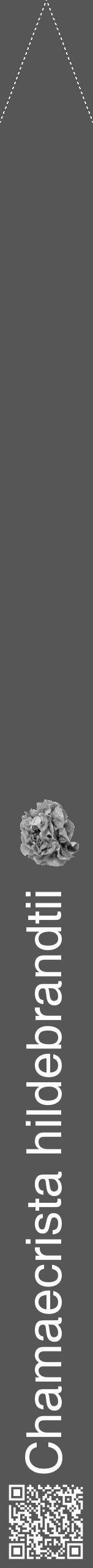Étiquette de : Chamaecrista hildebrandtii - format b - style blanche45hel avec qrcode et comestibilité simplifiée - position verticale