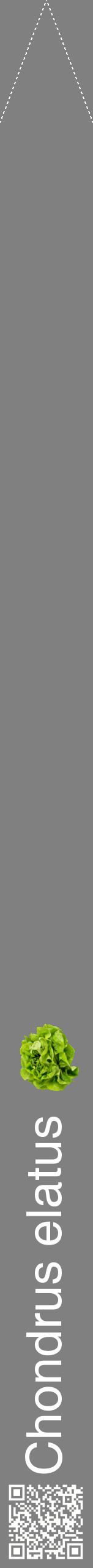 Étiquette de : Chondrus elatus - format b - style blanche57hel avec qrcode et comestibilité simplifiée