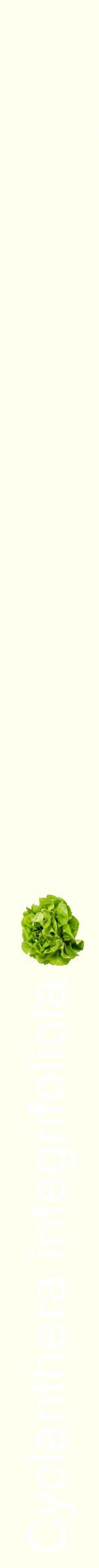 Étiquette de : Cyclanthera integrifoliola - format b - style blanche19hel avec comestibilité simplifiée