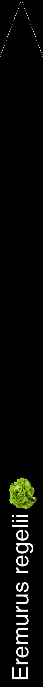 Étiquette de : Eremurus regelii - format b - style blanche59hel avec comestibilité simplifiée