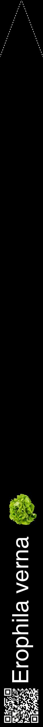 Étiquette de : Erophila verna - format b - style blanche59hel avec qrcode et comestibilité simplifiée