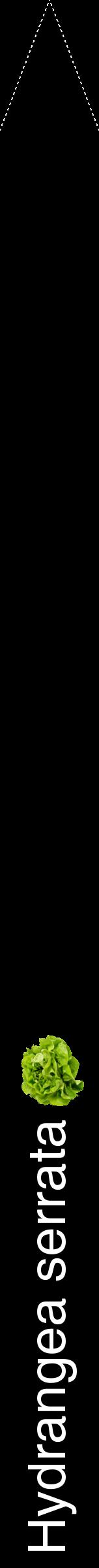 Étiquette de : Hydrangea serrata - format b - style blanche59hel avec comestibilité simplifiée