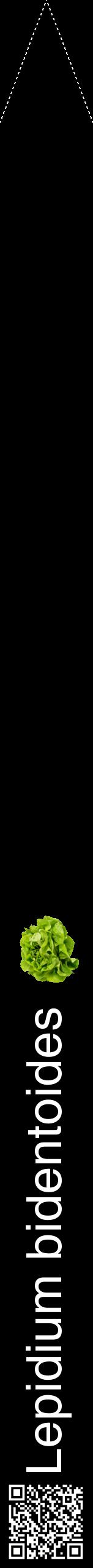 Étiquette de : Lepidium bidentoides - format b - style blanche59hel avec qrcode et comestibilité simplifiée
