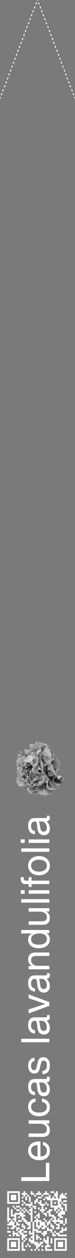 Étiquette de : Leucas lavandulifolia - format b - style blanche3hel avec qrcode et comestibilité simplifiée - position verticale