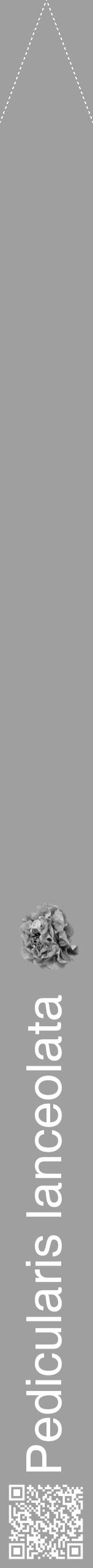 Étiquette de : Pedicularis lanceolata - format b - style blanche24simplehel avec qrcode et comestibilité simplifiée - position verticale