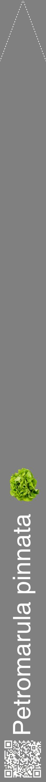 Étiquette de : Petromarula pinnata - format b - style blanche57hel avec qrcode et comestibilité simplifiée