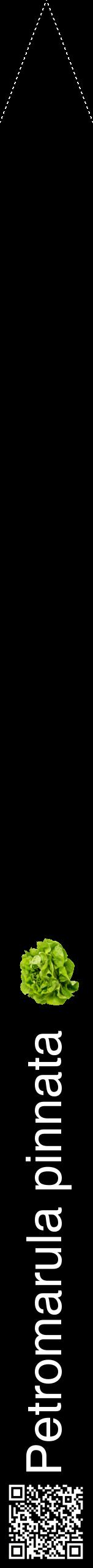 Étiquette de : Petromarula pinnata - format b - style blanche59hel avec qrcode et comestibilité simplifiée