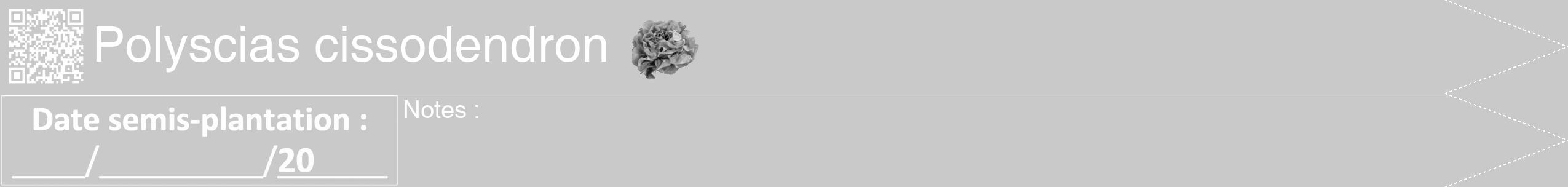 Étiquette de : Polyscias cissodendron - format b - style blanche54simplehel avec qrcode et comestibilité simplifiée