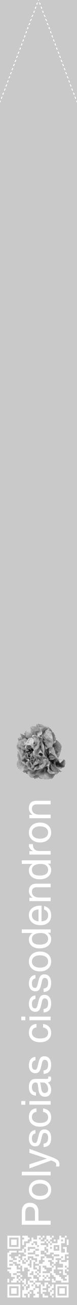 Étiquette de : Polyscias cissodendron - format b - style blanche54simplehel avec qrcode et comestibilité simplifiée - position verticale