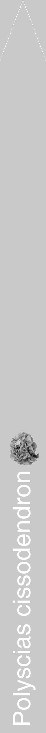 Étiquette de : Polyscias cissodendron - format b - style blanche54simplehel avec comestibilité simplifiée - position verticale
