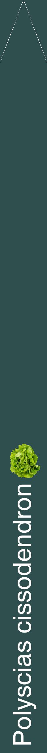 Étiquette de : Polyscias cissodendron - format b - style blanche58hel avec comestibilité simplifiée