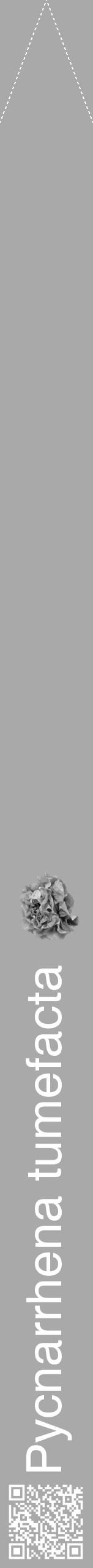 Étiquette de : Pycnarrhena tumefacta - format b - style blanche13simplehel avec qrcode et comestibilité simplifiée - position verticale