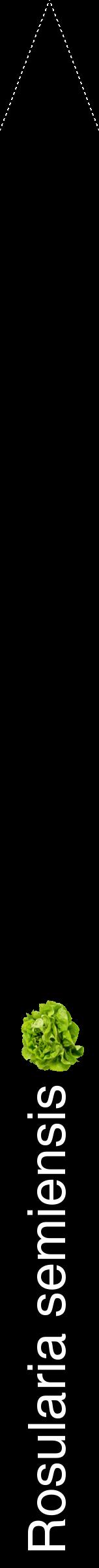 Étiquette de : Rosularia semiensis - format b - style blanche59hel avec comestibilité simplifiée