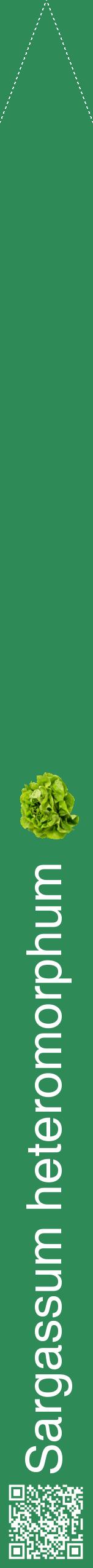 Étiquette de : Sargassum heteromorphum - format b - style blanche11hel avec qrcode et comestibilité simplifiée