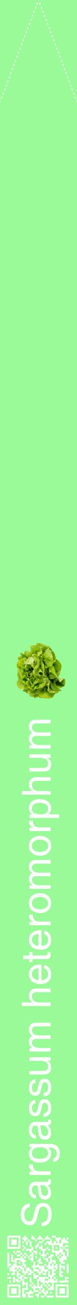 Étiquette de : Sargassum heteromorphum - format b - style blanche14hel avec qrcode et comestibilité simplifiée