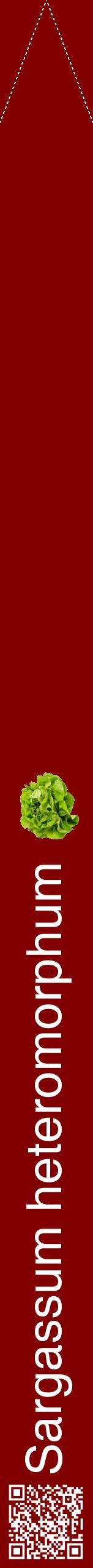 Étiquette de : Sargassum heteromorphum - format b - style blanche29hel avec qrcode et comestibilité simplifiée