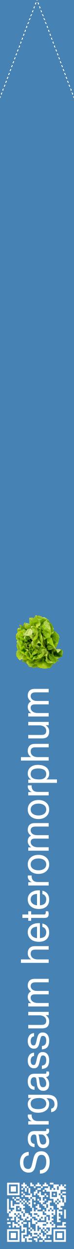 Étiquette de : Sargassum heteromorphum - format b - style blanche5hel avec qrcode et comestibilité simplifiée