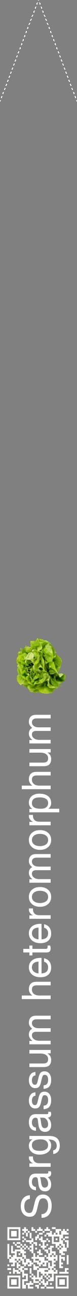 Étiquette de : Sargassum heteromorphum - format b - style blanche57hel avec qrcode et comestibilité simplifiée