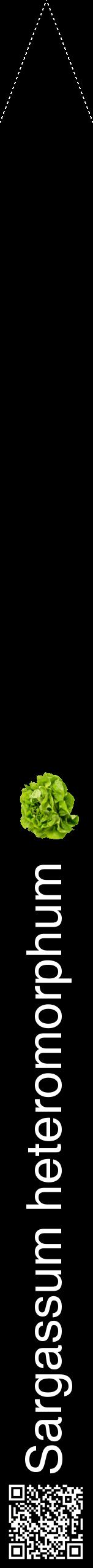 Étiquette de : Sargassum heteromorphum - format b - style blanche59hel avec qrcode et comestibilité simplifiée