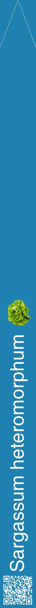Étiquette de : Sargassum heteromorphum - format b - style blanche6hel avec qrcode et comestibilité simplifiée