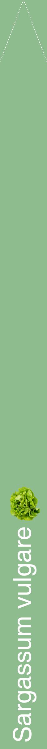 Étiquette de : Sargassum vulgare - format b - style blanche13hel avec comestibilité simplifiée
