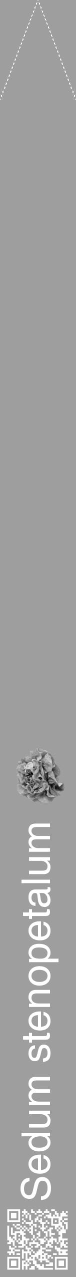 Étiquette de : Sedum stenopetalum - format b - style blanche23hel avec qrcode et comestibilité simplifiée - position verticale