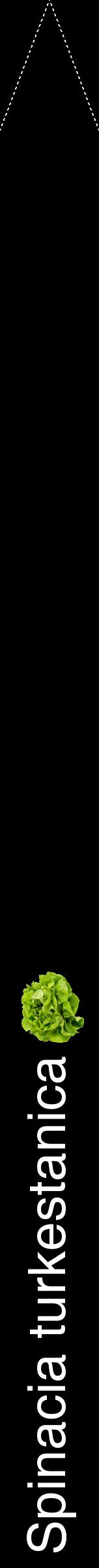 Étiquette de : Spinacia turkestanica - format b - style blanche59hel avec comestibilité simplifiée